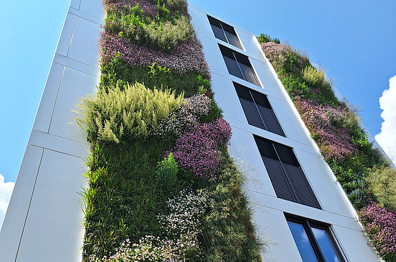 Moderne Gebäudefassade mit üppiger vertikaler Begrünung aus verschiedenen Pflanzenarten, die zur Verbesserung des Stadtklimas, Luftqualität und Energieeffizienz beiträgt. Fotografiert bei sonnigem Wetter vor blauem Himmel.